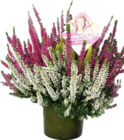 Aktuelle Blumentopf Angebote bei Hornbach in Bielefeld Aktuelles Knospenheide Angebot bei Hornbach in Bielefeld ab 7,99 €