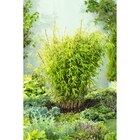 Bambou fargésia "Nitida" en promo chez Carrefour Bourges à 39,99 €