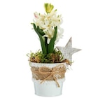 Jacinthe x 1 pot zinc blanc textile - diamètre 8 cm - BOTANIC® - Botanic Jacinthe x 1 pot zinc blanc textile - diamètre 8 cm - BOTANIC® à 5,99 € dans le catalogue Botanic