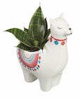 Pflanzenmix in Alpacca-Keramik Angebote bei Lidl Landshut für 3,99 €