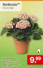 Zimmermann Schortens - Hortensie Angebot im Prospekt Hortensie bei Zimmermann im Schortens Prospekt für 9,99 €