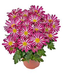 Chrysantheme oder Cyclame bei ALDI SÜD in Erkelenz Chrysantheme oder Cyclame im Angebot bei ALDI SÜD Erkelenz für 2,99 €