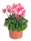 Truffaut Les Ulis - Promo Cyclamen mini Promo Cyclamen mini à 2,66 € dans le catalogue Truffaut à Les Ulis