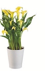 Aktuelle Blumen Angebote bei Lidl in Düsseldorf Aktuelles Calla im Keramik-Übertopf Angebot bei Lidl in Düsseldorf ab 6,99 €
