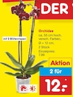 Orchidee bei Netto Marken-Discount im Nindorf Prospekt für 12,00 €