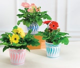 Plante fleurie - Super U à Nantes Plante fleurie en promo chez Super U Nantes à 4,99 €