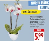 Phalaenopsis Schmetterlingsorchidee Angebote bei EDEKA Freiburg für 5,99 €