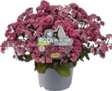 Aktuelle Blumen Angebote bei Globus-Baumarkt in Halle (Saale) Aktuelles Fetthenne Angebot bei Globus-Baumarkt in Halle (Saale) ab 2,99 €