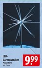 LED-Gartenstecker Polarstern Angebote bei famila Nordost Pinneberg für 9,99 €