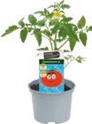 Gemüsepflanzen Hits für Kids für 3,99 € bei Globus-Baumarkt im Angebot Gemüsepflanzen Hits für Kids im aktuellen Globus-Baumarkt Prospekt