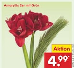 Amaryllis 2er mit Grün für 4,99 € bei Netto Marken-Discount im Angebot Amaryllis 2er mit Grün im aktuellen Netto Marken-Discount Prospekt