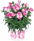 Nelke »Pink & Proud« bei REWE im Ebensfeld Prospekt für 1,79 €