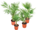 Palmenmix im Angebot bei OBI in Bocholt Palmenmix Angebote von GROW by OBI bei OBI Bocholt für 19,99 €