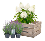 Thomas Philipps - Hortensie Angebot im Prospekt Hortensie bei Thomas Philipps im Prospekt "" für 5,99 €
