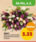 Tulpen bei Penny-Markt im Prospekt "" für 3,33 €