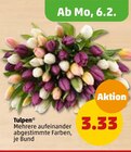 Penny-Markt - Tulpen Angebot im Prospekt Tulpen bei Penny-Markt im Prospekt "" für 3,33 €