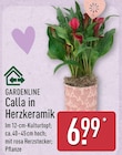 Calla in Herzkeramik von Gardenline im aktuellen ALDI Nord Prospekt