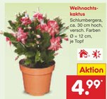 Weihnachtskaktus Angebote bei Netto Marken-Discount Freiburg für 4,99 €