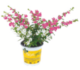 Nützlingsfreundliche Köcherblümchen "floriglory" im toom Baumarkt Prospekt Nützlingsfreundliche Köcherblümchen "floriglory" von im aktuellen toom Baumarkt Prospekt für 3,59 €
