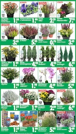 Aktueller Wreesmann Prospekt mit Orchidee, "DEIN SAISON- & SONDERPOSTENMARKT!", Seite 3