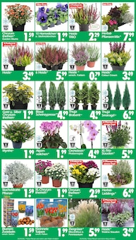 Orchidee im Wreesmann Prospekt "DEIN SAISON- & SONDERPOSTENMARKT!" mit 12 Seiten (Dresden)