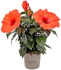 Hibiskus im Angebot bei REWE in Fürth Hibiskus Angebote von HibisQs bei REWE Fürth für 5,99 €