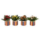 Mini plante "fin d'école" - Carrefour à Saint-Maur-des-Fossés Mini plante "fin d'école" en promo chez Carrefour Saint-Maur-des-Fossés à 2,99 €