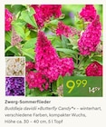 Zwerg-Sommerflieder Buddleja davidii Butterfly Candy im aktuellen Pflanzen Kölle Prospekt