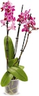 Aktuelle Pflanzen Angebote bei Netto Marken-Discount in Krefeld Aktuelles Orchidee Angebot bei Netto Marken-Discount in Krefeld ab 8,99 €