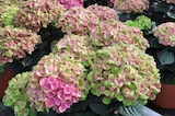 Gartenhortensie »Magical« von  im aktuellen Pflanzen Kölle Prospekt für 22,99 €