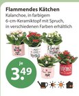 Flammendes Käthchen von  im aktuellen V-Markt Prospekt für 3,49 €