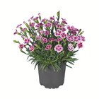 Aktuelles Dianthus, Pink Kisses Angebot bei Lidl in Recklinghausen ab 1,99 €