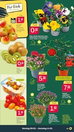 Tomaten im Netto mit dem Scottie Prospekt Günstig. Besser. Für Dich. auf S. 3