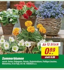 Angebot im toom Baumarkt Wernigerode Prospekt toom Baumarkt Wernigerode Prospekt mit im Angebot für 0,89 €