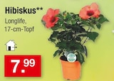 Hibiskus Longlife für 7,99 € bei Zimmermann im Angebot Hibiskus Longlife im aktuellen Zimmermann Prospekt