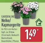 Nelke von Gardenline im aktuellen ALDI Nord Prospekt