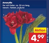 Aktuelles Amaryllis Angebot bei Netto Marken-Discount in Chemnitz ab 4,99 €
