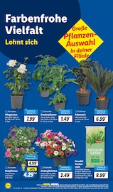 Palme im Lidl Prospekt in Elmshorn Aktueller Lidl Prospekt mit Palme, "LIDL LOHNT SICH", Seite 14