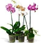 Aktuelle Pflanzen Angebote bei REWE in Aachen Aktuelles Schmetterlings-orchidee Angebot bei REWE in Aachen ab 5,00 €