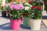 Angebot im BBM Baumarkt Rhauderfehn Prospekt BBM Baumarkt Rhauderfehn Prospekt mit im Angebot für 1,49 €