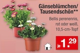 Gänseblümchen oder Tausendschön von Bellis perennis im aktuellen Zimmermann Prospekt