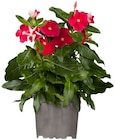 Aktuelle Pflanzen Angebote bei Penny in Aachen Aktuelles Zimmervinca Angebot bei Penny in Aachen ab 1,59 €