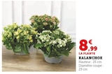 Kalanchoe - U Express à Strasbourg Kalanchoe en promo chez U Express Strasbourg à 8,99 €