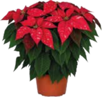 Weihnachtsstern von  im aktuellen EDEKA Prospekt für 2,99 €