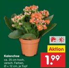 Aktuelles Kalanchoe Angebot bei Netto Marken-Discount in Hamburg ab 1,99 €