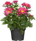 Hagebaumarkt Ettlingen - Herbst-Chrysantheme Angebot im Prospekt Herbst-Chrysantheme bei Hagebaumarkt im Ettlingen Prospekt für 1,79 €