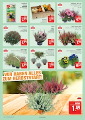 Aktueller Marktkauf Prospekt mit Pflanzenerde, "AUSWAHL RIESIG, PREISE NIEDRIG", Seite 9