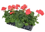 Promo Géranium Zonale à 8,99 € dans le catalogue Ma Jardinerie à Exincourt