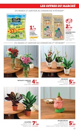 Prix et réduction Orchidée dans le prospectus Super U en cours Offre Orchidée dans le catalogue Super U du moment à la page 33