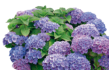 Hortensia primeur fleuri en promo chez LaMaison.fr Le Mans à 15,95 €